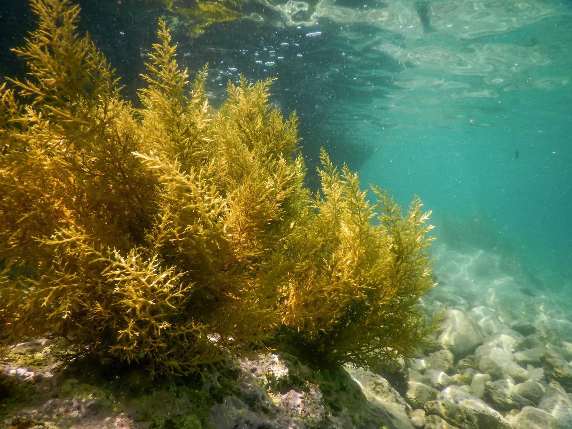 forest-of-seaweed-seaweed-underwater-seaweed-shallow-water-near-surface