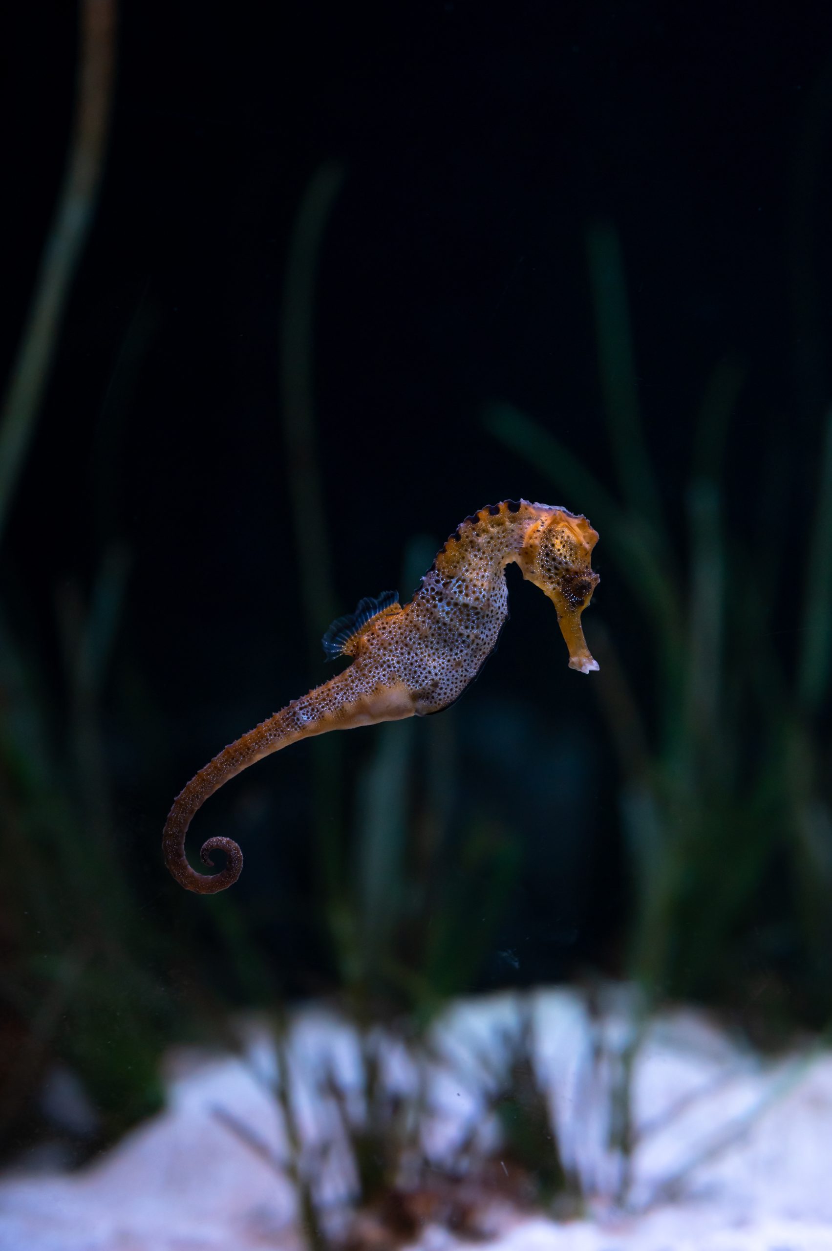 Seahorse or hippocampus (genus Hippocampus), marine fish belonging to the Syngnathidae family swimming with marine vegetation behind